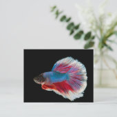 Blauwe, roze en witte Betta vis Briefkaart (Staand voorkant)