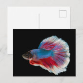 Blauwe, roze en witte Betta vis Briefkaart (Voorkant / Achterkant)