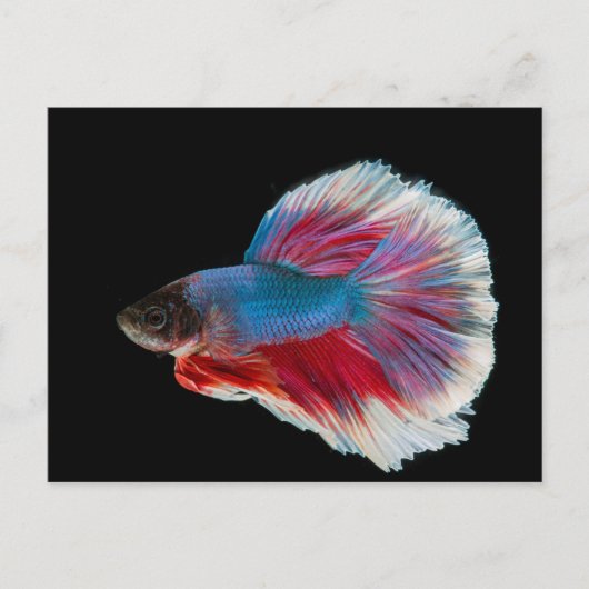 Blauwe, roze en witte Betta vis Briefkaart (Voorkant)