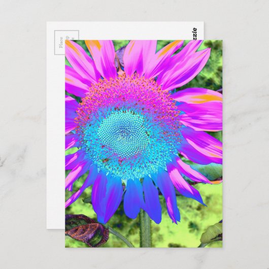 Blauwe roze funky retro zonnebloem briefkaart (Voorkant / Achterkant)