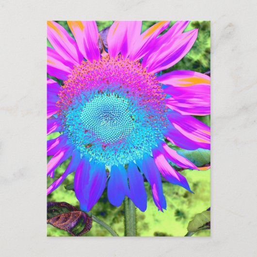Blauwe roze funky retro zonnebloem briefkaart (Voorkant)