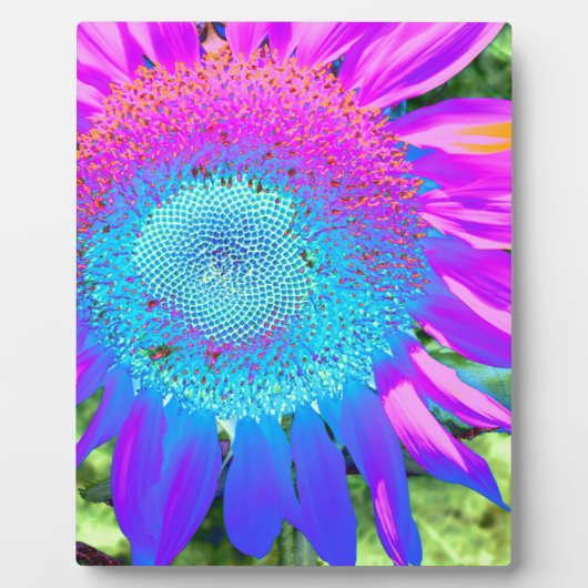 Blauwe roze retro funky sunflower foto fotoplaat (Voorkant)