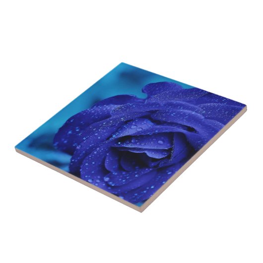 Blauwe rozen bloem tegeltje (Zijkant)