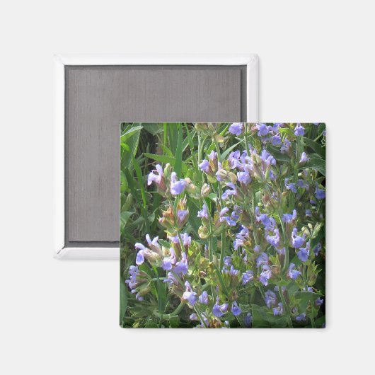 Blauwe salie bloemen magneet (Voorkant / Achterkant)