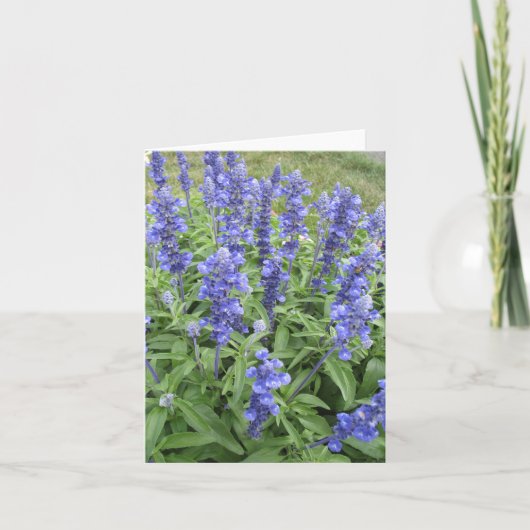 Blauwe Salvia tuin bloemen blanco briefkaart (Voorkant)