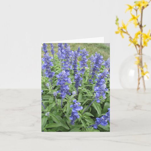 Blauwe Salvia tuin bloemen blanco briefkaart (Gele Bloem)