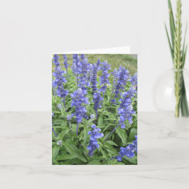 Blauwe Salvia tuin bloemen blanco briefkaart