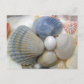 Blauwe Schelp Fotografie Ansichtkaarten Briefkaart (Voorkant)