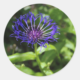 Blauwe Schoonheid Ronde Sticker