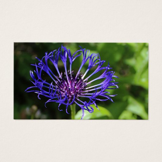 Blauwe schoonheid visitekaartje (Voorkant)