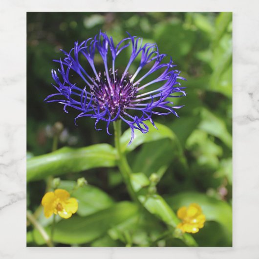 Blauwe Schoonheid Wijn Etiket (Enkel label)