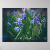 Blauwe scilla bloemen in de voorjaarstuin poster (Voorkant)