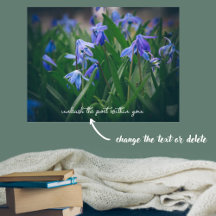 Blauwe scilla bloemen in de voorjaarstuin