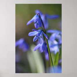 Blauwe Scilla siberica (Hout Squill) Bloemen Poster
