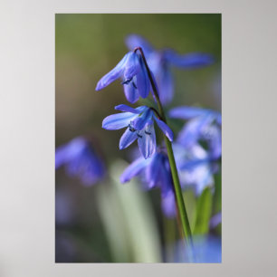 Blauwe Scilla siberica (Hout Squill) Bloemen Poster