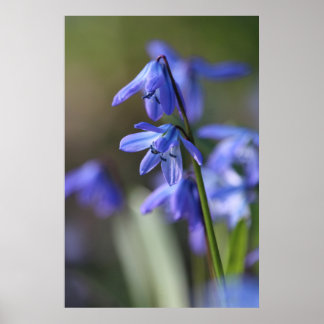 Blauwe Scilla siberica (Hout Squill) Bloemen Poster