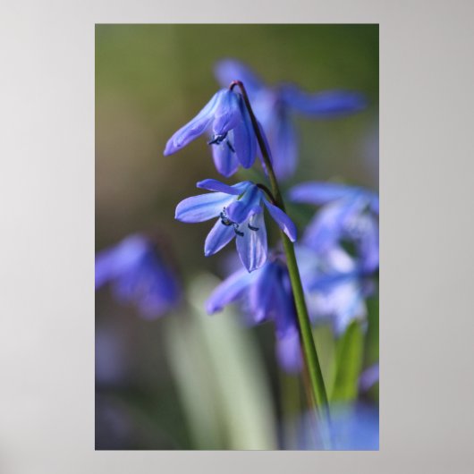 Blauwe Scilla siberica (Hout Squill) Bloemen Poster (Voorkant)