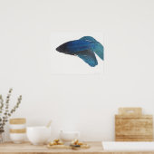Blauwe siamese gevechtsvis poster (Keuken)