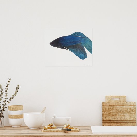 Blauwe siamese gevechtsvis poster (Keuken)