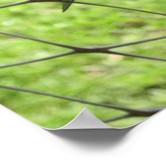 Blauwe skimmer poster (Hoek)