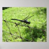 Blauwe skimmer poster (Voorkant)