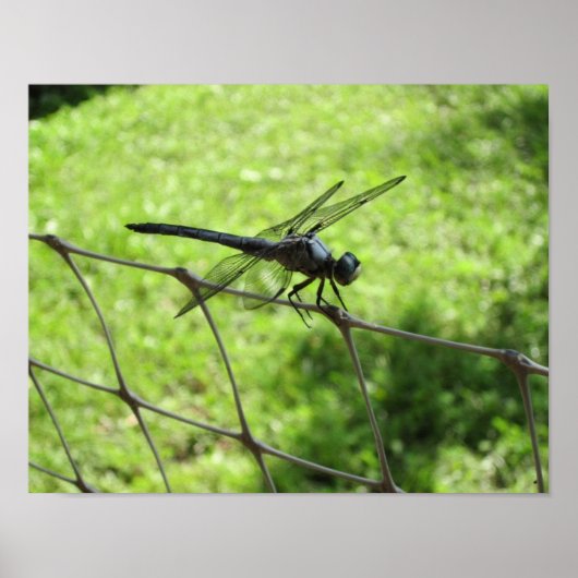 Blauwe skimmer poster (Voorkant)