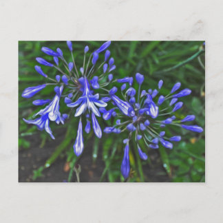 Blauwe snaren briefkaart