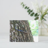 Blauwe snuif briefkaart (Staand voorkant)