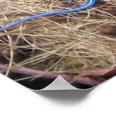 Blauwe snuif poster (Hoek)