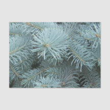 Blauwe sparren grijze winter