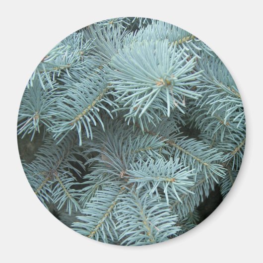 Blauwe sparren groenblijvende boom magneet (Voorkant)