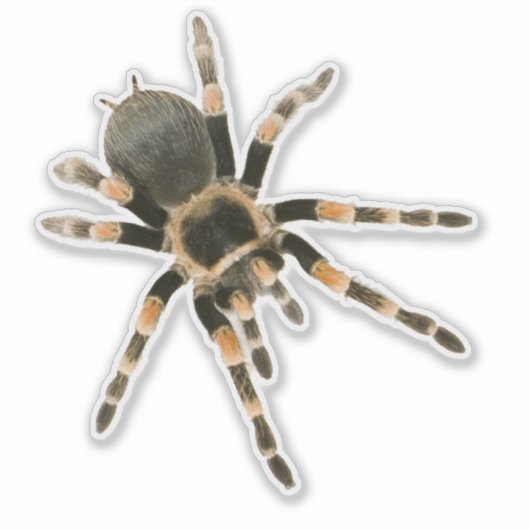 Blauwe spin sticker (Voorkant)