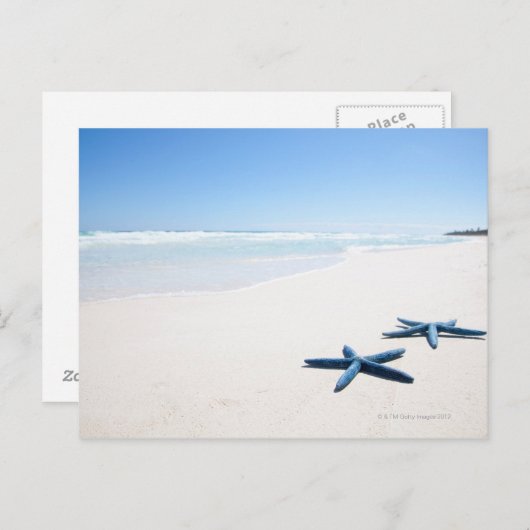 Blauwe staartvis briefkaart (Voorkant / Achterkant)