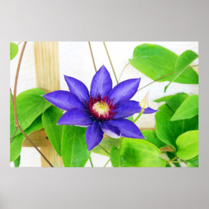 blauwe ster poster