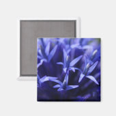 blauwe sterren magneet (Voorkant / Achterkant)