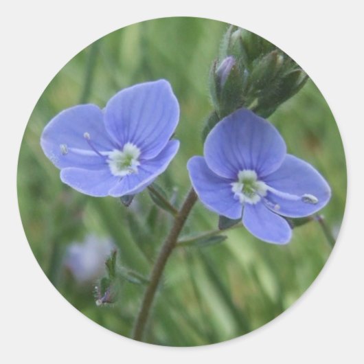 Blauwe Stickers (Voorkant)