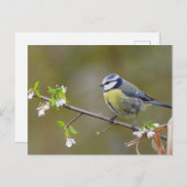 Blauwe stietvogel op een kersenboomtak met bloemen briefkaart (Voorkant / Achterkant)