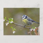 Blauwe stietvogel op een kersenboomtak met bloemen briefkaart (Voorkant)