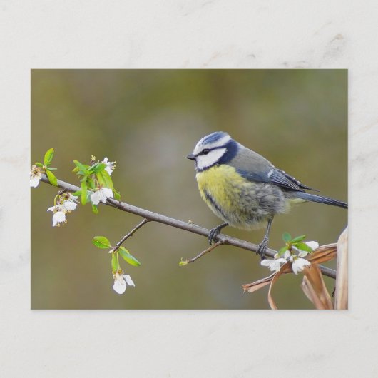 Blauwe stietvogel op een kersenboomtak met bloemen briefkaart (Voorkant)