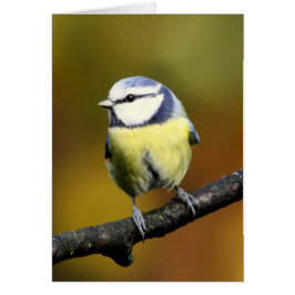 Blauwe stip die op een tak zit