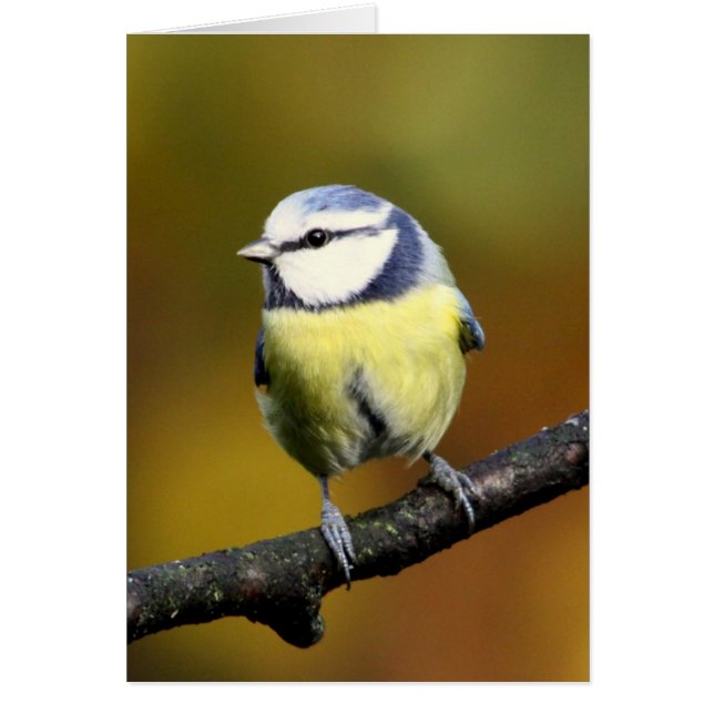 Blauwe stip die op een tak zit (Voorkant)