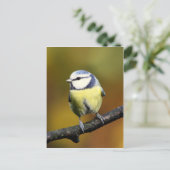 Blauwe stip die op een tak zit briefkaart (Staand voorkant)