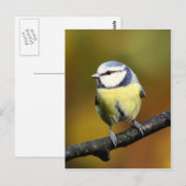 Blauwe stip die op een tak zit briefkaart (Voorkant / Achterkant)