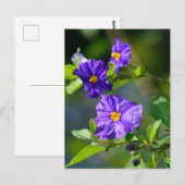 Blauwe Struik Briefkaart (Voorkant / Achterkant)