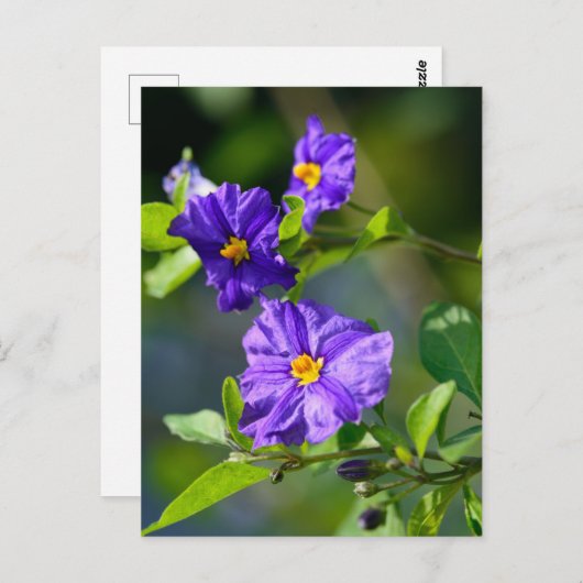 Blauwe Struik Briefkaart (Voorkant / Achterkant)