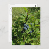 Blauwe Struik, Unalaska Briefkaart (Voorkant / Achterkant)