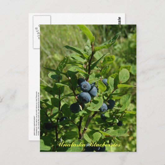 Blauwe Struik, Unalaska Briefkaart (Voorkant / Achterkant)
