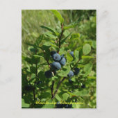 Blauwe Struik, Unalaska Briefkaart (Voorkant)