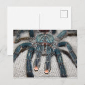 blauwe tarantula briefkaart (Voorkant / Achterkant)