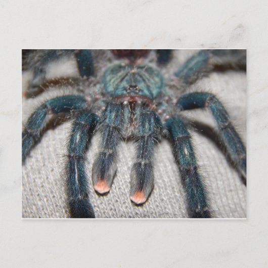 blauwe tarantula briefkaart (Voorkant)